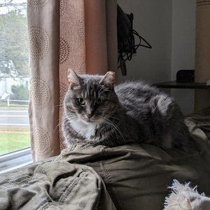 All Proceeds Go To Help Rescued Animals